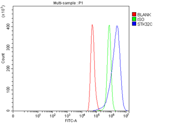 STK32C Rabbit Polyclonal Antibody