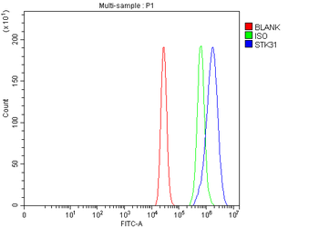 STK31 Rabbit Polyclonal Antibody