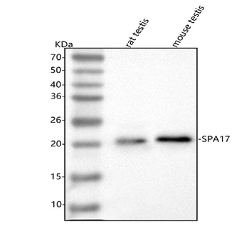 SPA17 Antibody