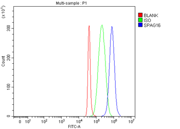 SPAG16 Rabbit Polyclonal Antibody