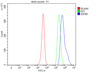 SNTB1 Rabbit Polyclonal Antibody