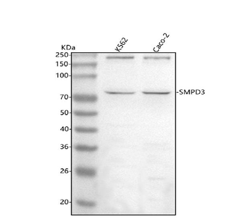 SMPD3 Rabbit Polyclonal Antibody