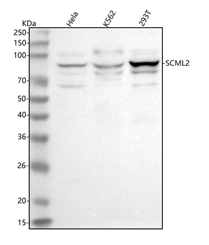 SCML2 Rabbit Polyclonal Antibody