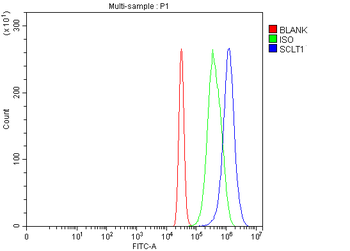SCLT1 Rabbit Polyclonal Antibody