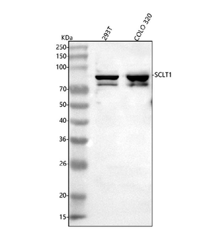SCLT1 Rabbit Polyclonal Antibody