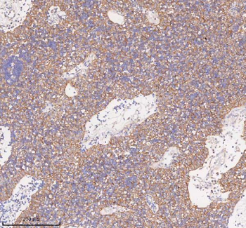 SCAMP3 Antibody