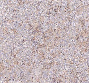 SCAMP3 Antibody