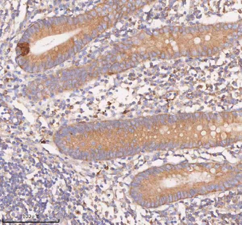 SCAMP3 Antibody