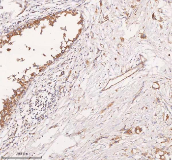 SCAMP3 Antibody