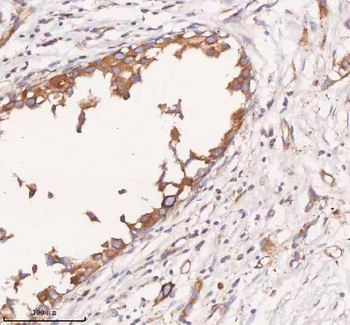 SCAMP3 Antibody