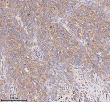 SCAMP3 Antibody