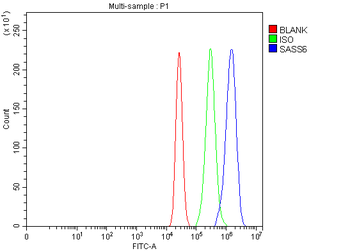 SASS6 Antibody