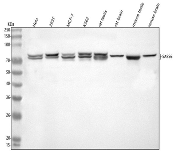 SASS6 Antibody