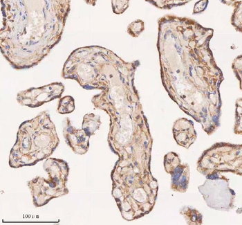 SAMD9L Antibody