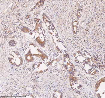 SAMD9L Antibody