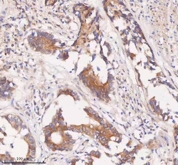 SAMD9L Antibody