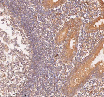 SAMD9L Antibody