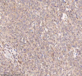 SAMD9L Antibody