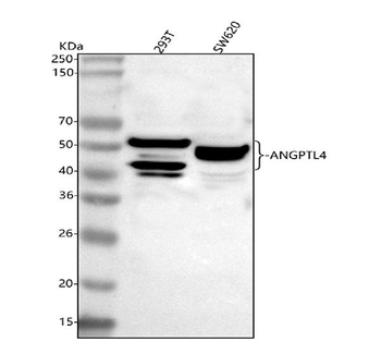 ANGPTL4 Rabbit Polyclonal Antibody