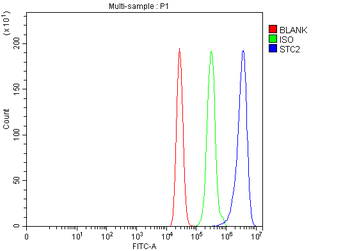 Stanniocalcin 2/STC2 Antibody