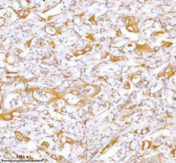 Stanniocalcin 2/STC2 Antibody