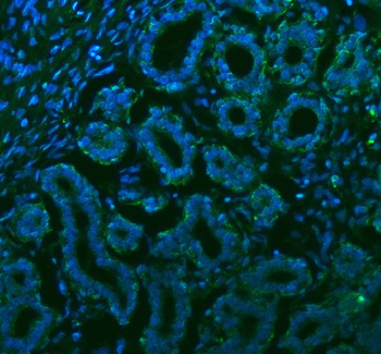 Stanniocalcin 2/STC2 Antibody