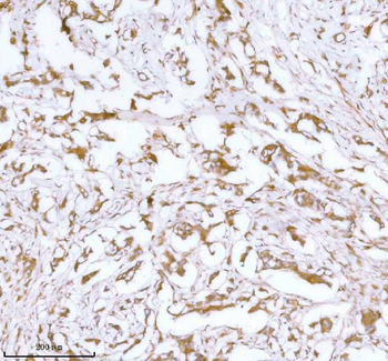 Stanniocalcin 2/STC2 Antibody