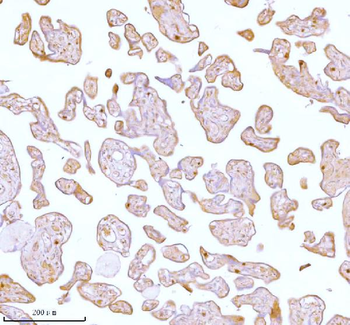 Stanniocalcin 2/STC2 Antibody