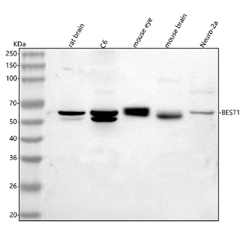 Bestrophin-1/Best1 Rabbit Polyclonal Antibody