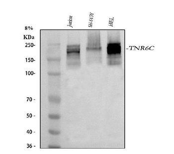 TNRC6C Rabbit Polyclonal Antibody