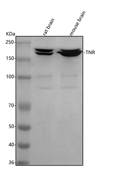 Tenascin-R/TNR Rabbit Polyclonal Antibody