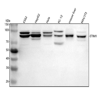 STIM1 Antibody