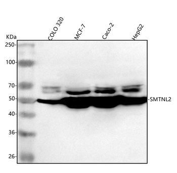SMTNL2 Rabbit Polyclonal Antibody