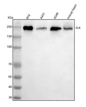 SLK Antibody