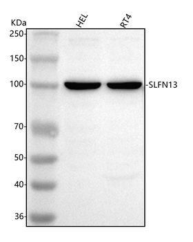 SLFN13 Rabbit Polyclonal Antibody