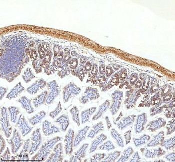 SLC6A20 Antibody
