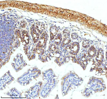 SLC6A20 Antibody