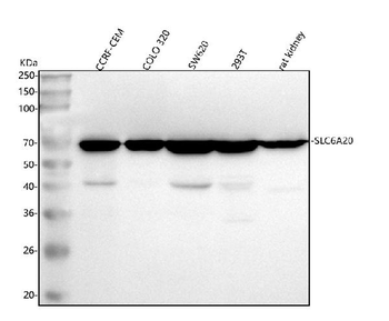 SLC6A20 Antibody