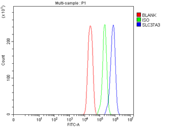 SLC37A3 Rabbit Polyclonal Antibody