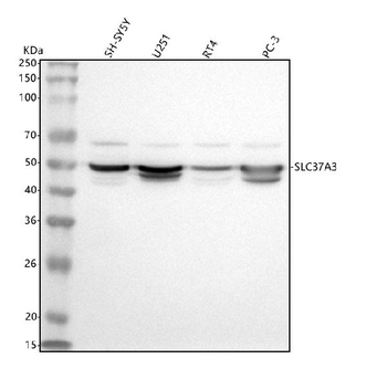 SLC37A3 Rabbit Polyclonal Antibody
