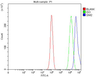 SIM2 Rabbit Polyclonal Antibody