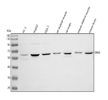 SIM2 Rabbit Polyclonal Antibody