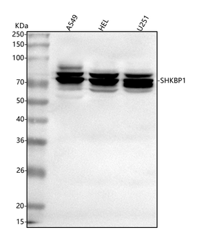SHKBP1 Antibody