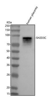 SH2D3C Antibody