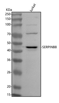 SERPINB8 Antibody