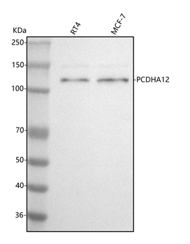 PCDHA12 Rabbit Polyclonal Antibody