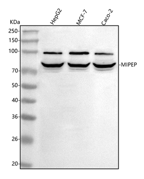 MIPEP Rabbit Polyclonal Antibody