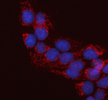 LRRC34 Rabbit Polyclonal Antibody