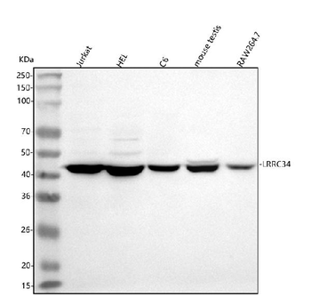 LRRC34 Rabbit Polyclonal Antibody