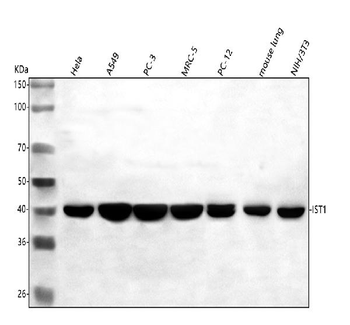 hIST1/IST1 Antibody